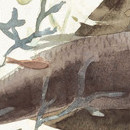Mushishi vol 06