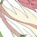 Wish tome 03