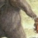 Seton, le naturaliste qui voyagevol 04