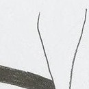 D.R.