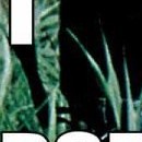 D.R.