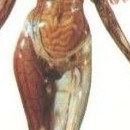 D.R.