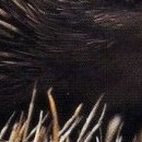 D.R.