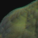 D.R.
