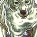 Le Chien Blanco vol 02