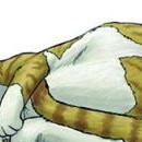 Cats vol 01