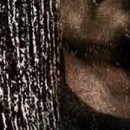 D.R.