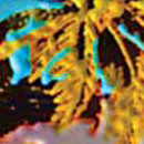 D.R.