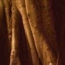 D.R.