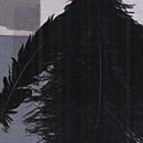 D.R.