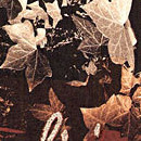 D.R.