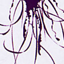D.R.