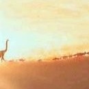 D.R.