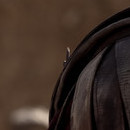 DR