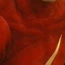 DR