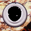DR