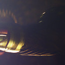 DR