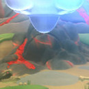 DR