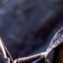 DR