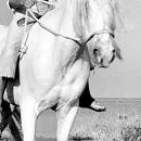 Crin Blanc 