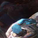 DR