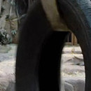 DR