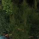 DR