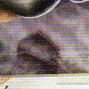 DR