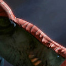 DR