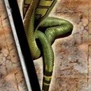 DR