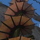 DR