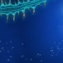 DR