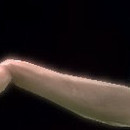 DR