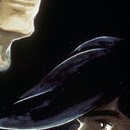DR