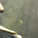DR