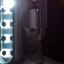 DR