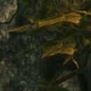 DR