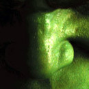 Hulk (encore Eric Bana !)