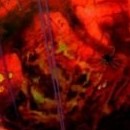 Marvel Zombies #1 Variante