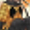 Petite Hound vol 01