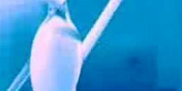 Le Peuple de l'Herbe - Plastic People