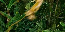 Sur la piste du Marsupilami
