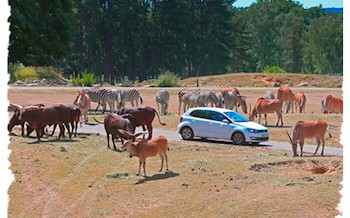 Sortie à Thoiry : voir les animaux en voiture