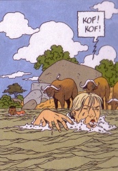 Je vous ai parlé des buffles ?