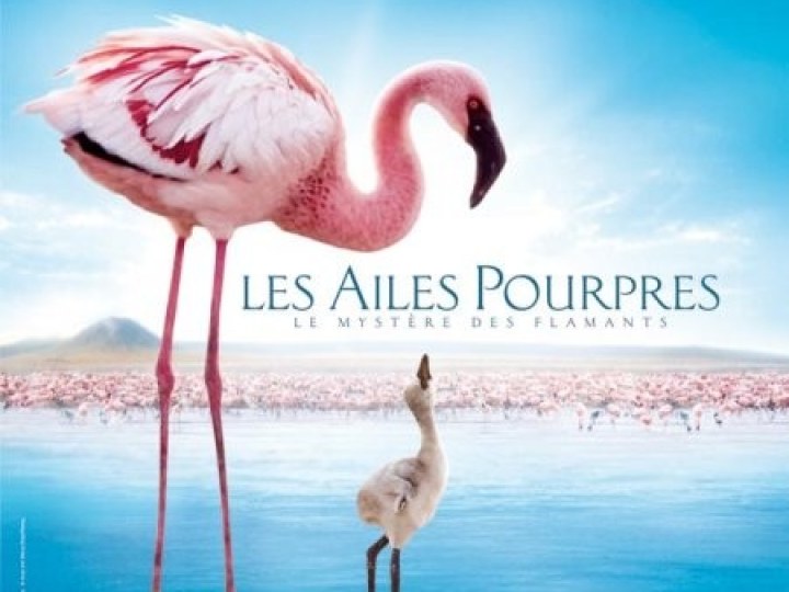 Ailes Pourpres : le mystère des flamants (Les)