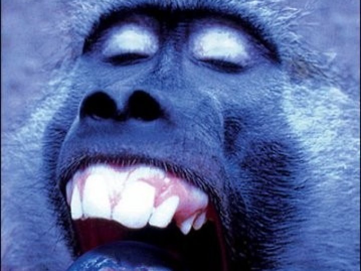 Echiquier du mal (L')