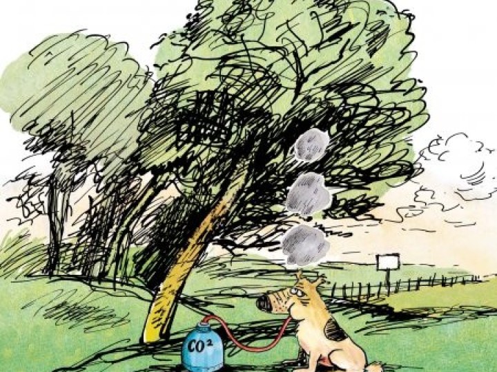 amours écologiques du bolot occidental (Les)