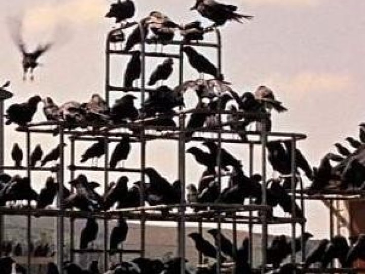 Vol au dessus d'un nid de remakes (Les Oiseaux)